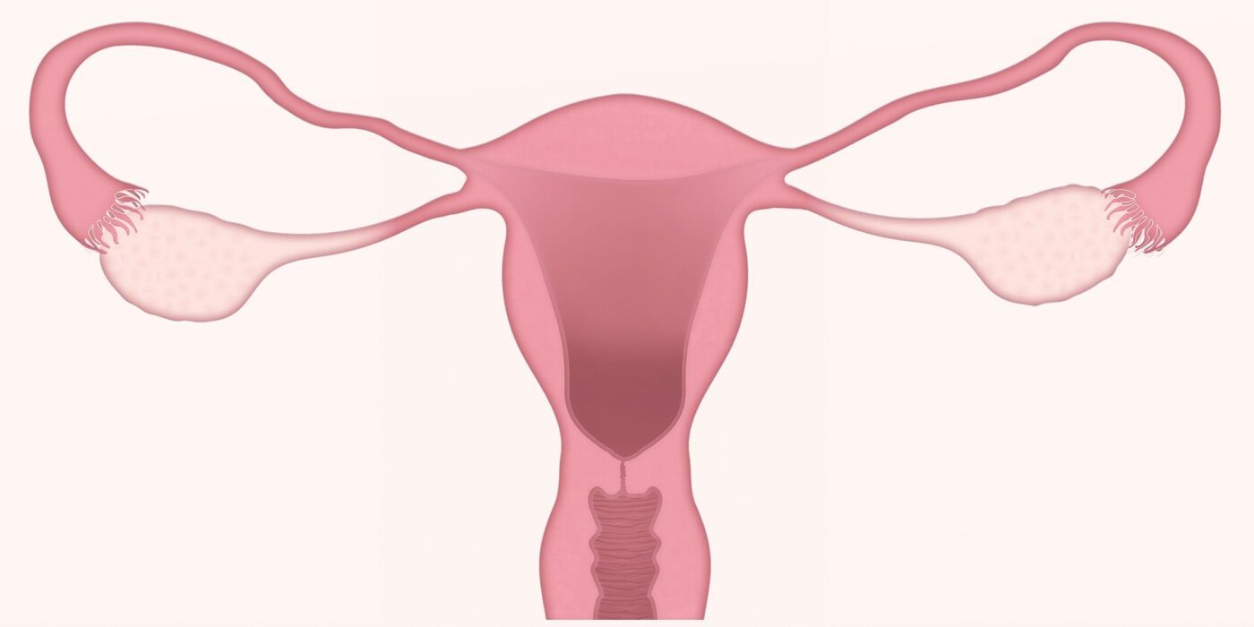 uterus-menopause