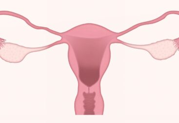 uterus-menopause
